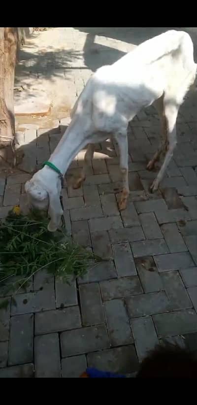 Rajan puri bakri