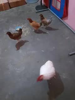 ande wali or starter morgia hen urgent sale k leye