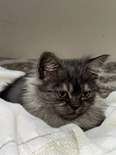 beautiful and lovely kitten up for new home