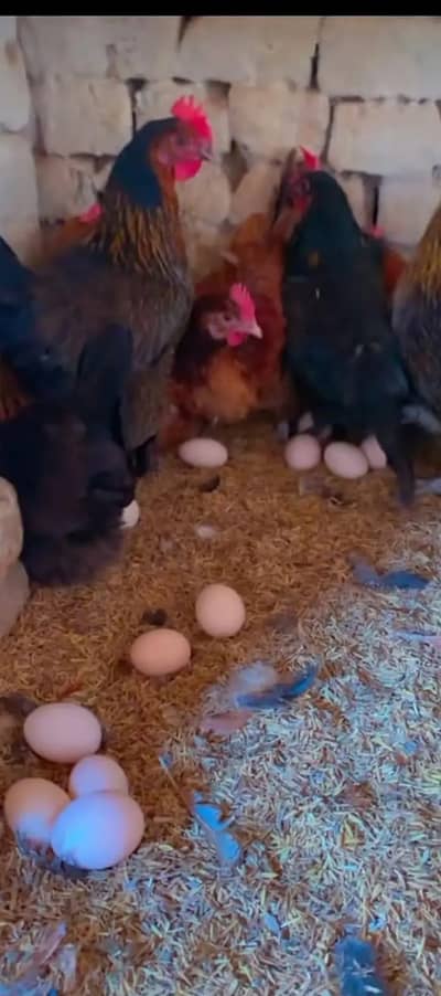 golden misri /eggs laying hens /murgha /patha/ pathi/Anday Wali murghi