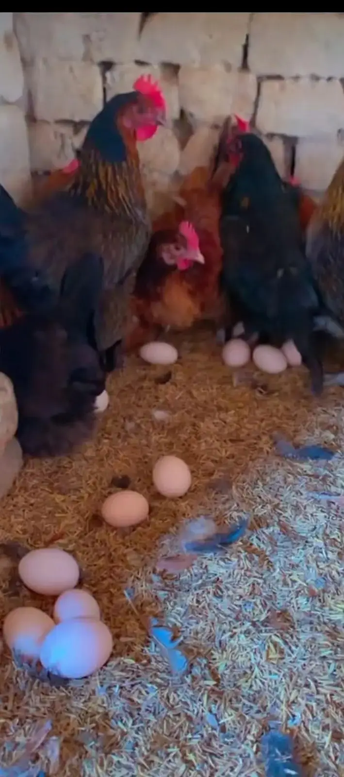 golden misri /eggs laying hens /murgha /patha/ pathi/Anday Wali murghi