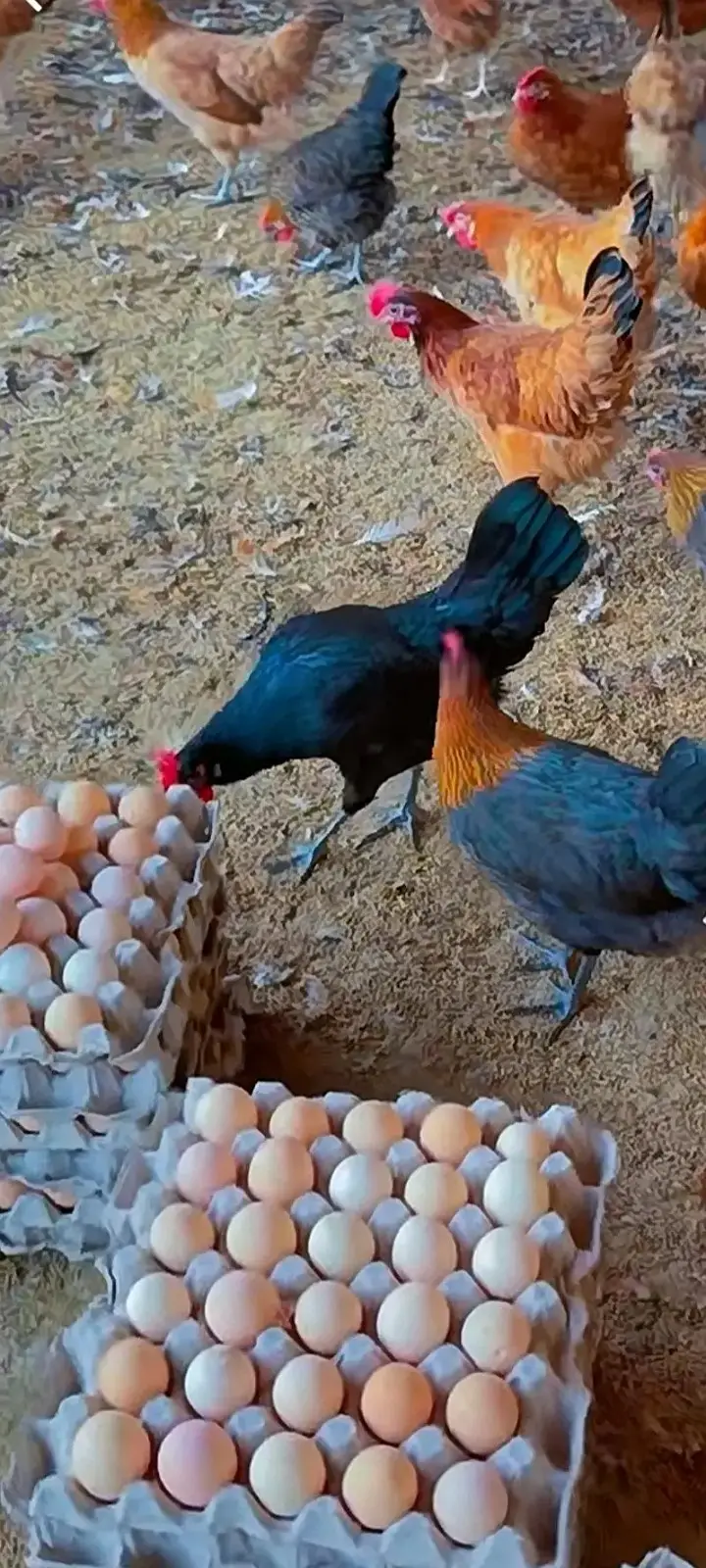 golden misri /eggs laying hens /murgha /patha/ pathi/Anday Wali murghi — photo 2