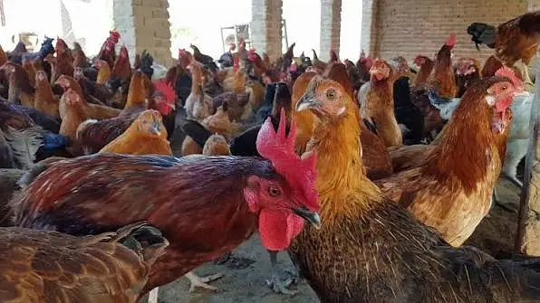golden misri /eggs laying hens /murgha /patha/ pathi/Anday Wali murghi — photo 4