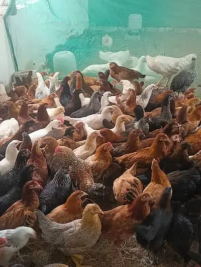 golden misri /eggs laying hens /murgha /patha/ pathi/Anday Wali murghi — photo 5
