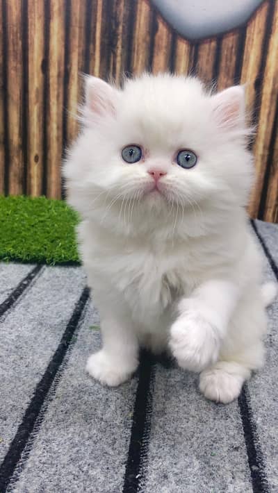 Cash on delivery parshion punch face kitten and cats