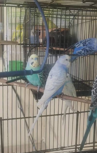 Australian  Parrots Breeder pairs  for sale  03175389355