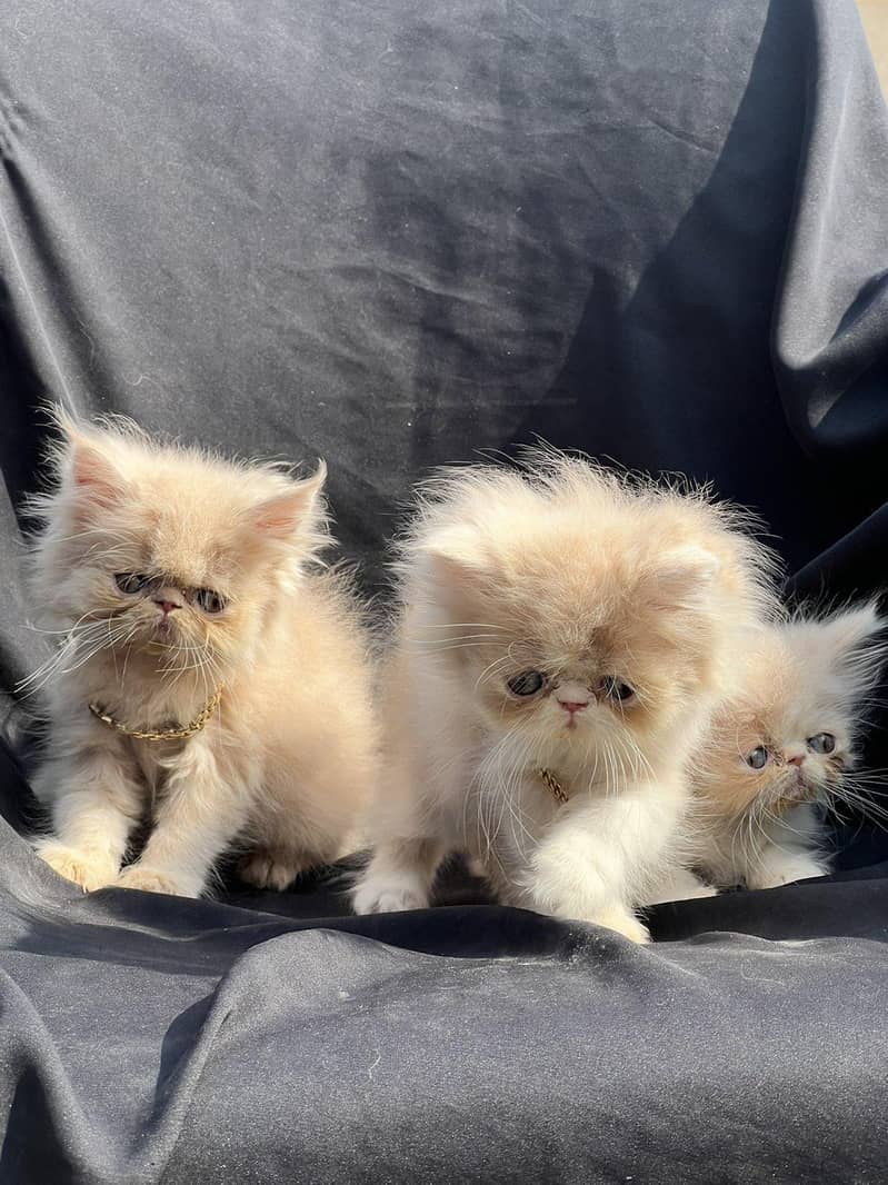 pike face kittens 0