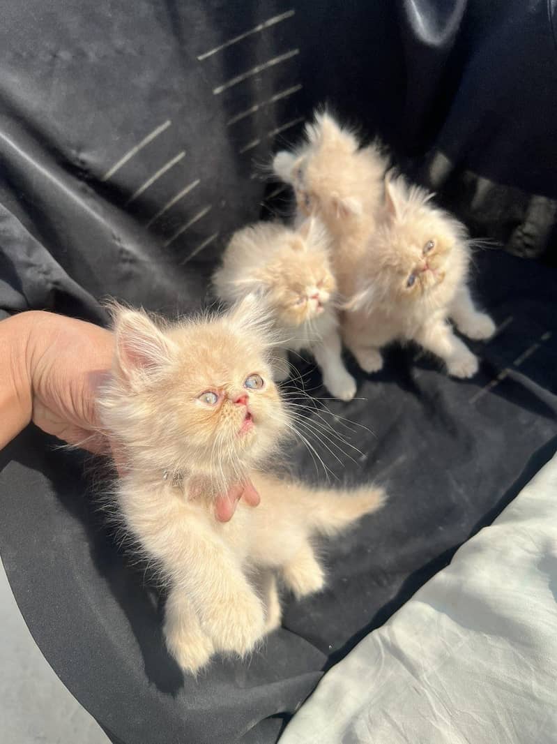 pike face kittens 3