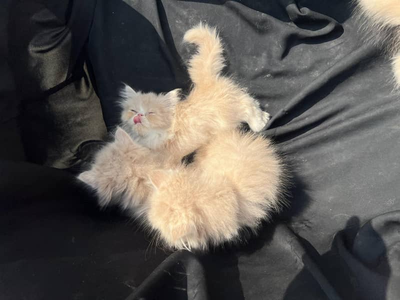 pike face kittens 4