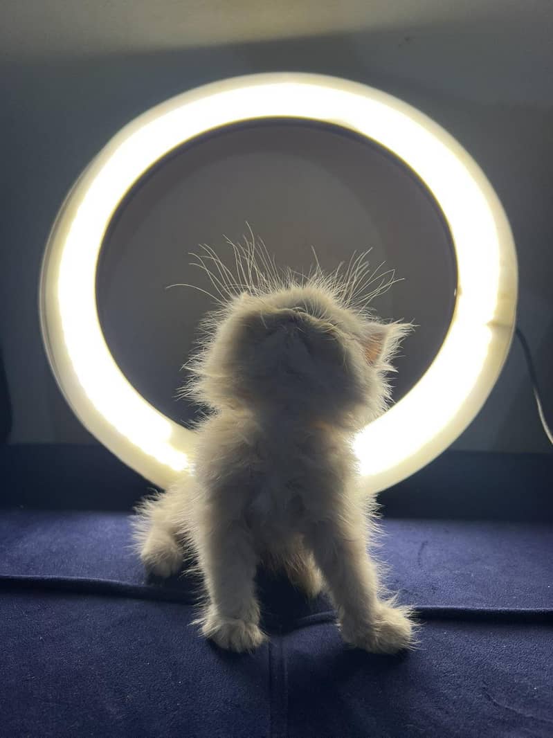 pike face kittens 6