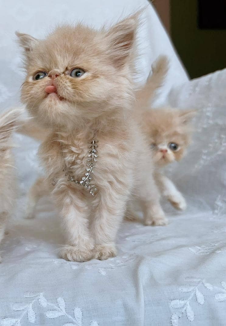 pike face kittens 1