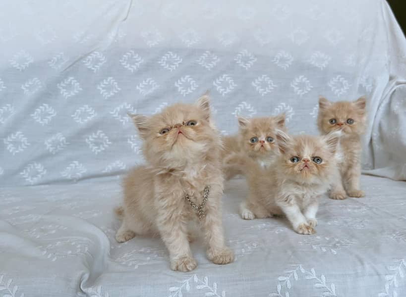 pike face kittens 2
