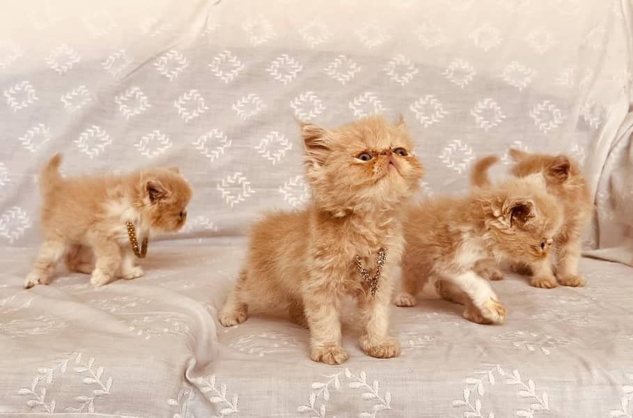 pike face kittens 5