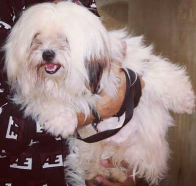 Shihtzu