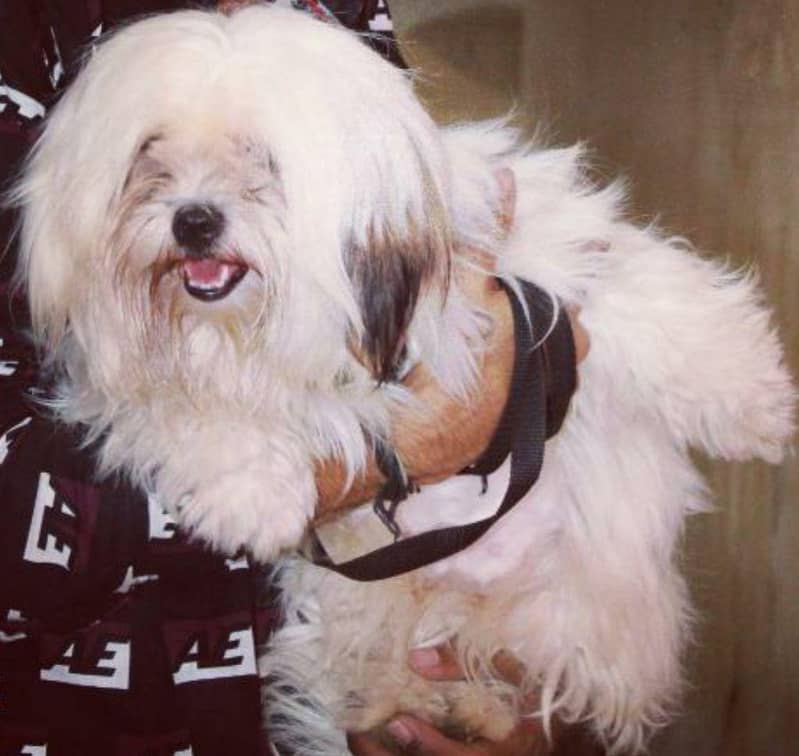 Shihtzu 0