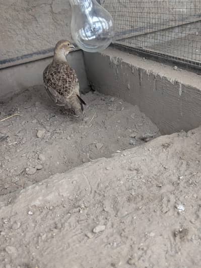 pure Dhakni breeder pair