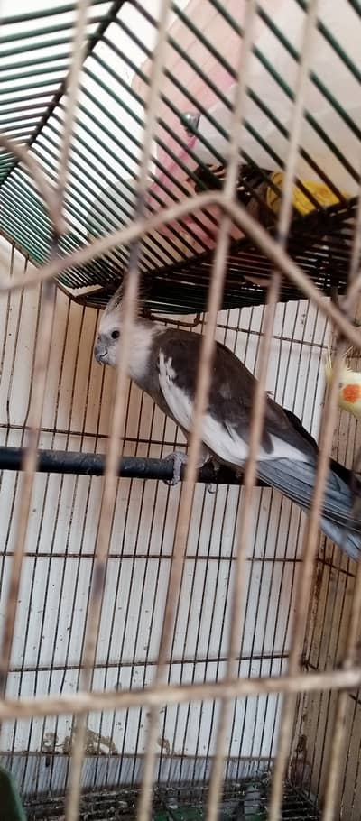 For sale