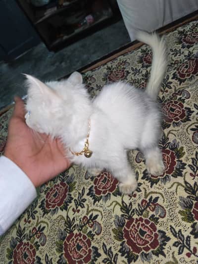 Persian cat baby
