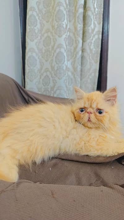 cfa bloodline male peke/piki/peki/pike  kitten for sell/sale