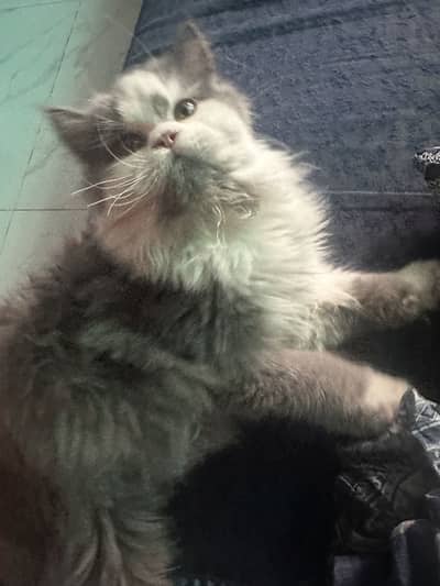 6 months old female cat for sale