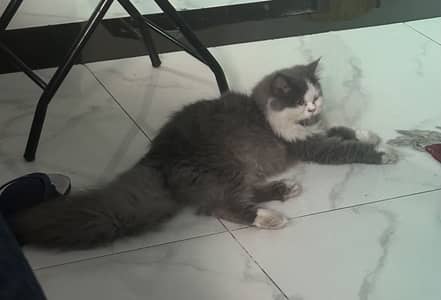 Persian Cat | Triple Coated white Grey Persian Female Cat For Sale