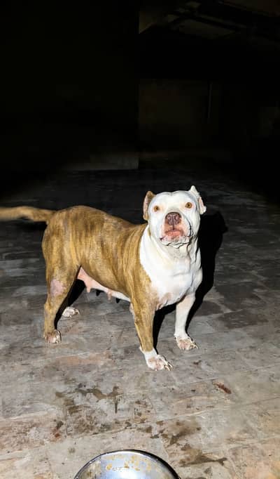 American Pit bull Female