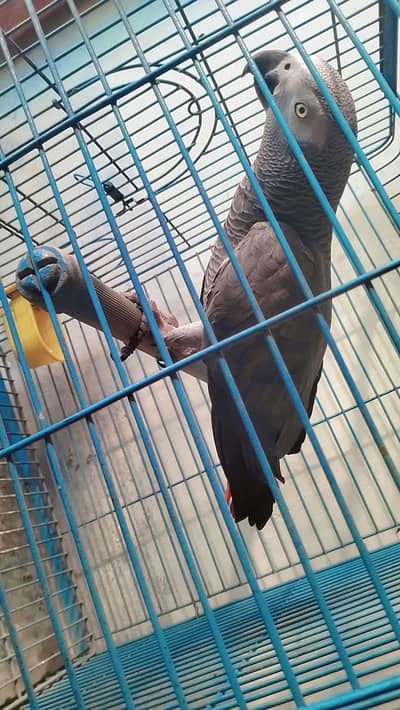 African grey parrot, Talking African grey parrot,