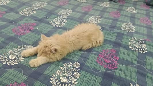 PERSIAN KITTEN DOUBLE COAT