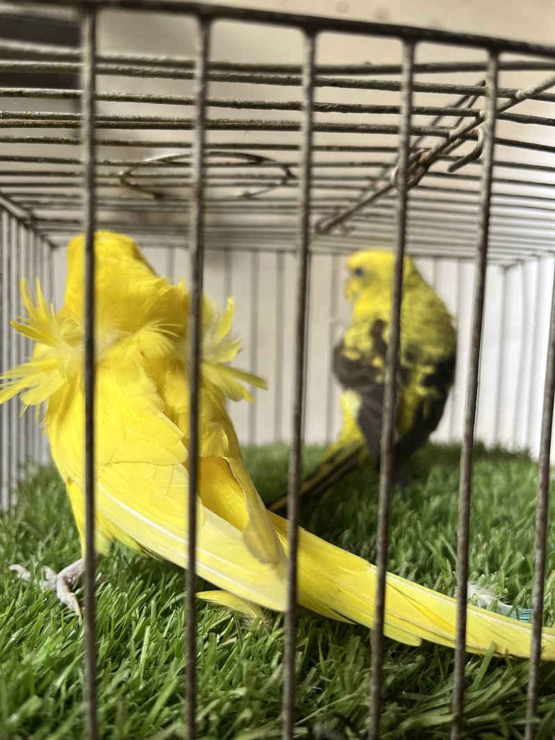 Lutino double factor double flower, Bw, golden face - Parrots - 1121005216