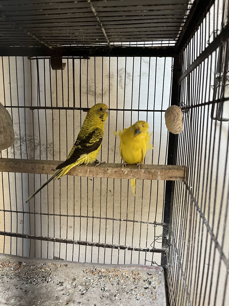 Lutino double factor double flower, Bw, golden face - Parrots - 1121005216
