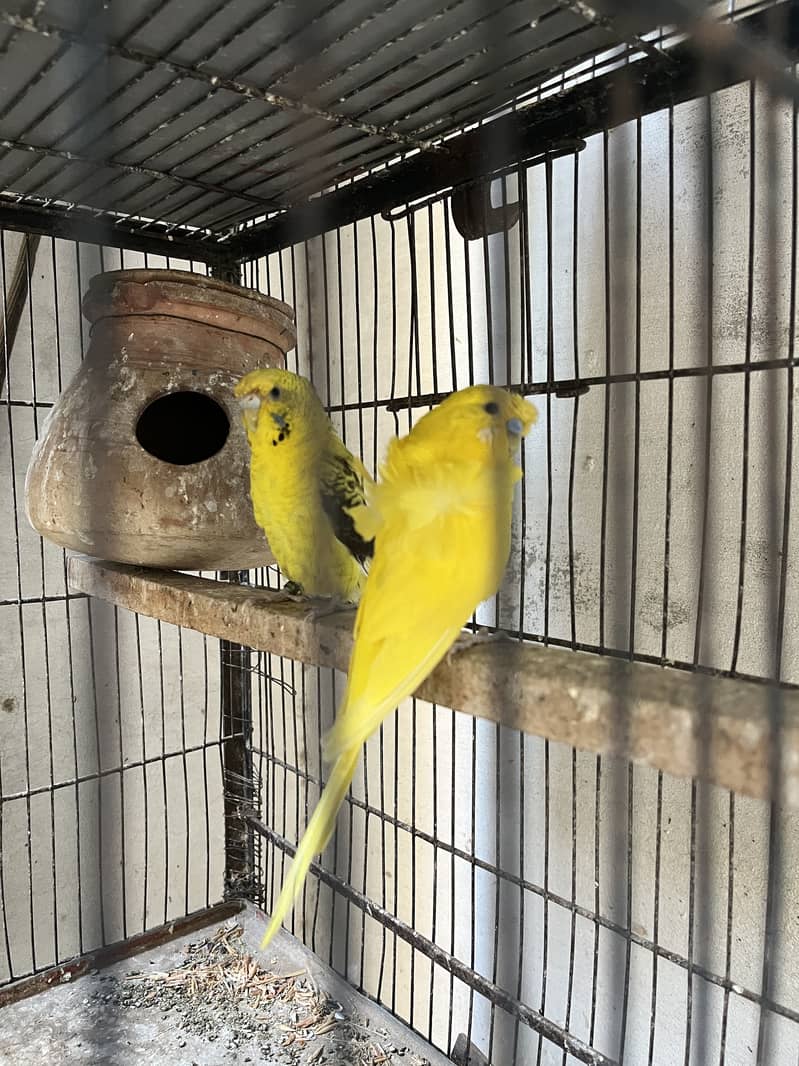 Lutino double factor double flower, Bw, golden face - Parrots - 1121005216