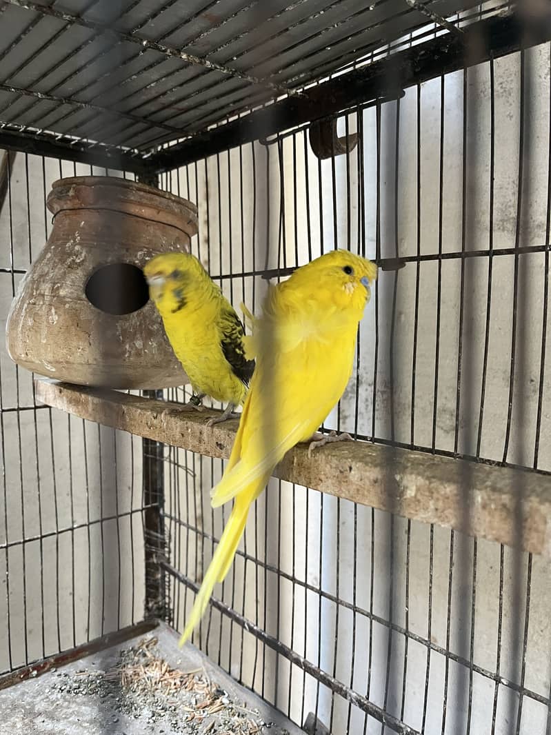 Lutino double factor double flower, Bw, golden face - Parrots - 1121005216