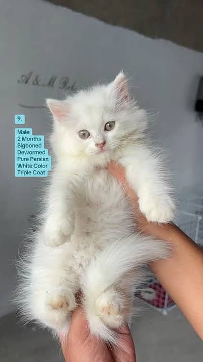 kittan | cat | 2 months only | pairs