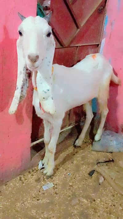 bakri urgent sale bari bakri ha