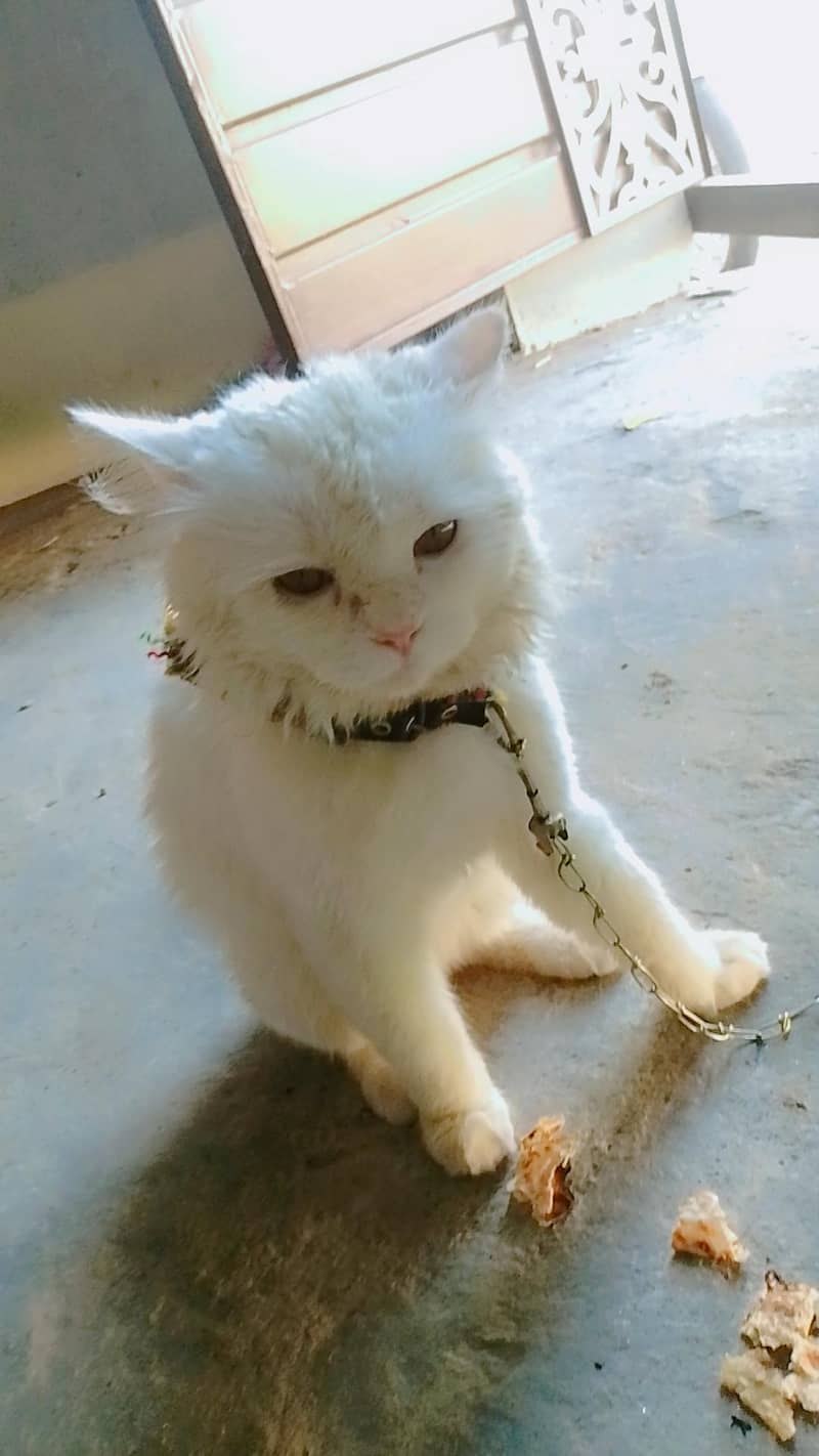 cata hd 0