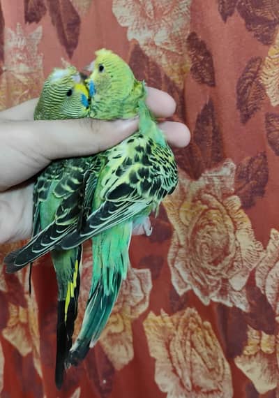 exhibition budgie chicks