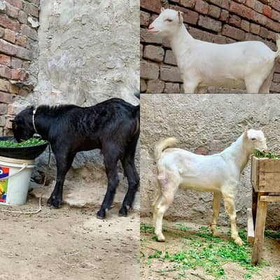 Tedda male / teddy female / Gabban bakri