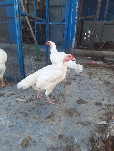 Heera aseel Murgi A+ High Quality