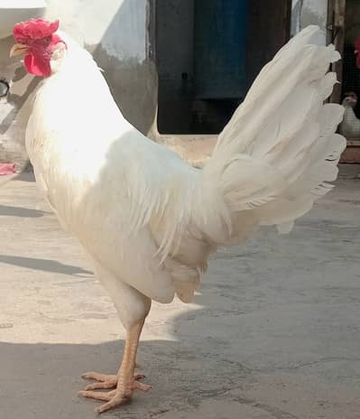 Murga white home breed (cross)