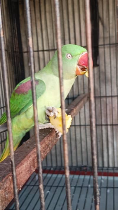 Raw Female for sale