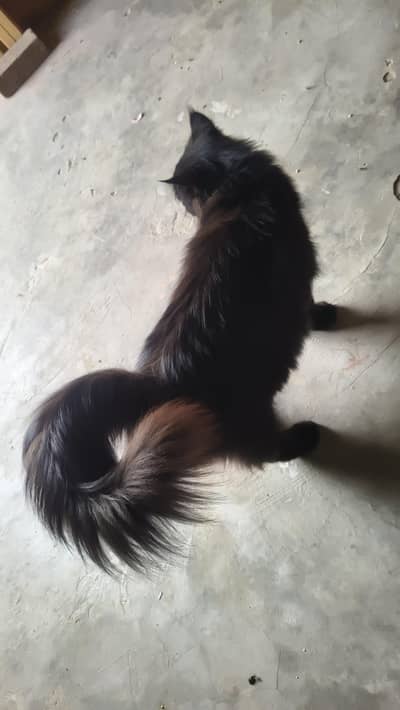 Black Persian cat  Carrings Washroom trained  Lovely  Male