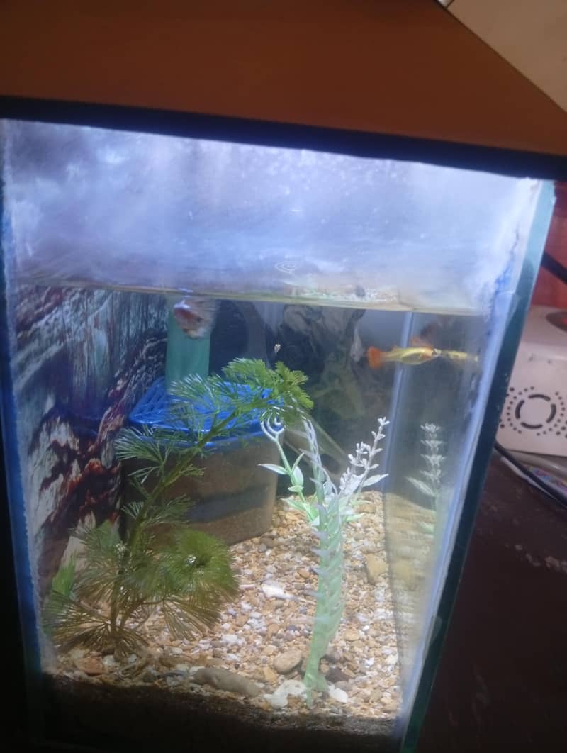 aquarium with fish - Fish - 1121005715