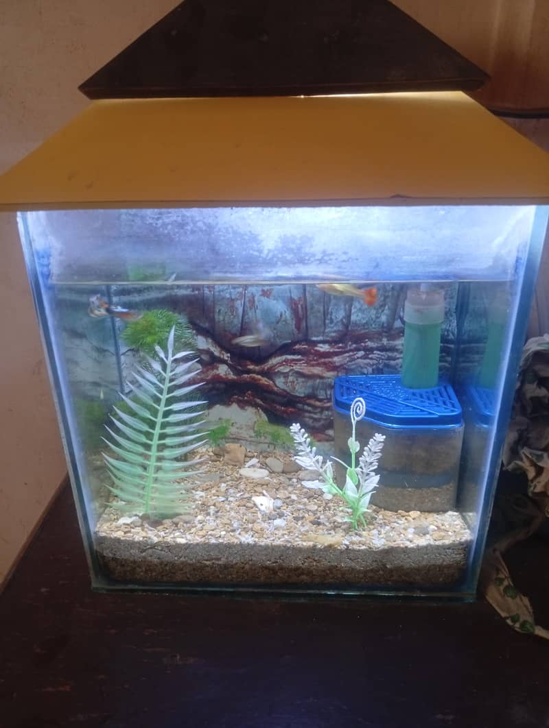 aquarium with fish - Fish - 1121005715