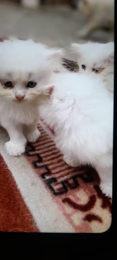 white Persian kittens for sale / blue eyes /semi punch face /lahore