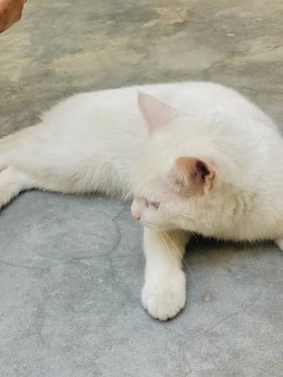 Persian white eyes