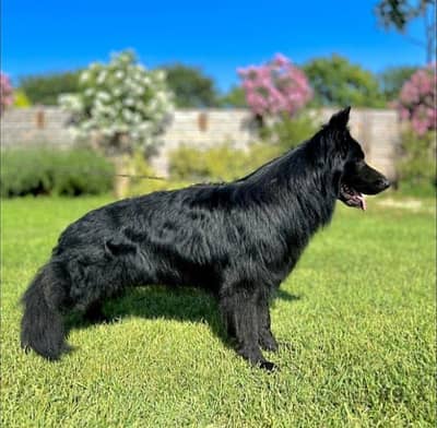 German shepherd male