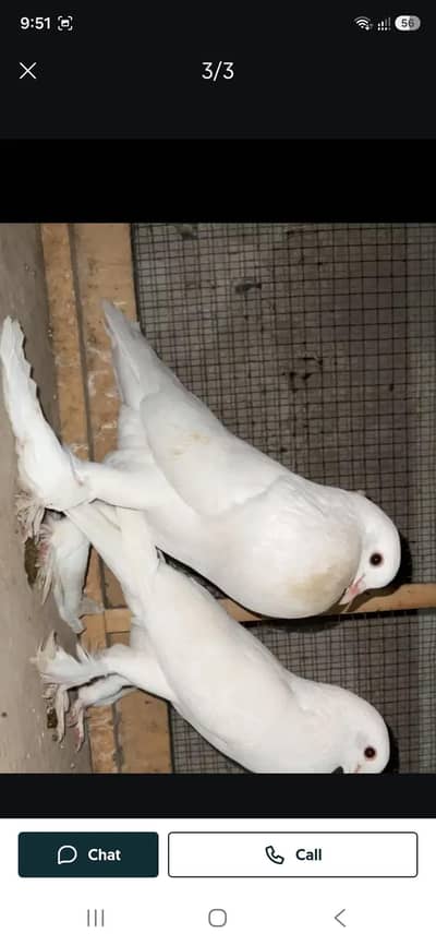 white pouter pair for sale