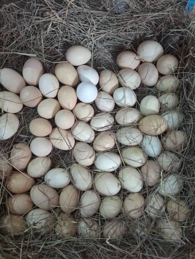 pure desi eggs