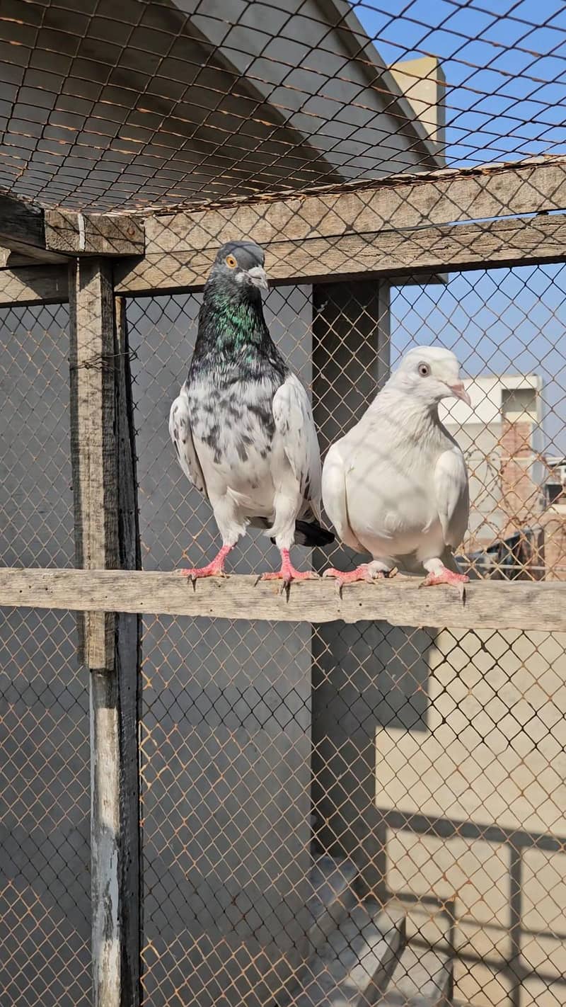 Breeder pair 0