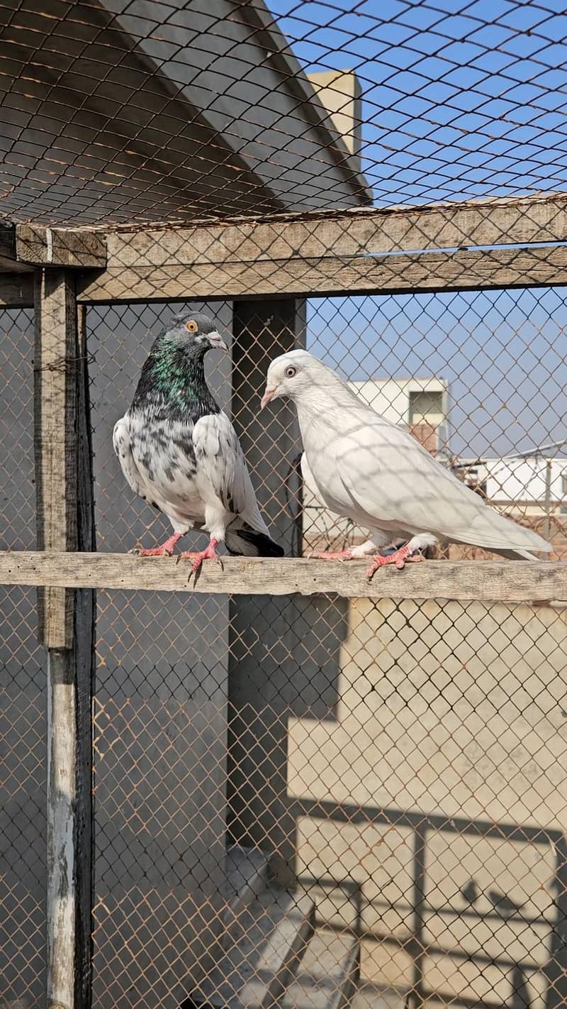 Breeder pair 1